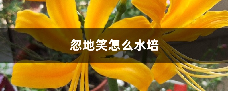 忽地笑怎么水培 忽地笑怎么水培