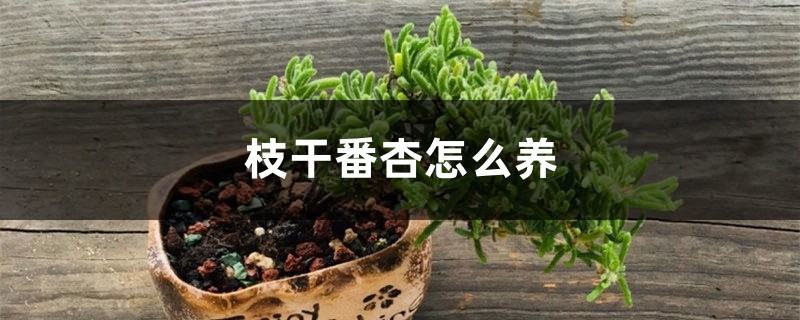 枝干番杏怎么养 枝干番杏怎么养