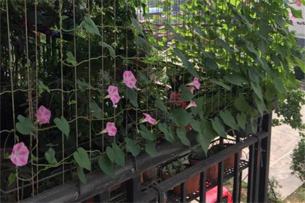 她用一根线就把花养成了瀑布,美到记者都来采访 她用一根线就把花养成了瀑布,美到记者都来采访