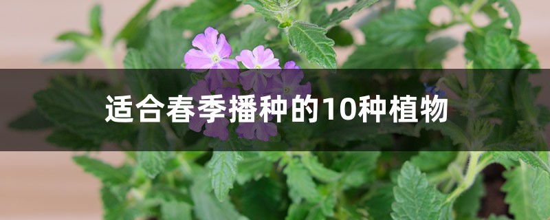 适合春季播种的10种植物