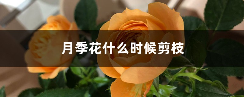 月季花什么时候剪枝 月季花什么时候剪枝
