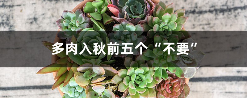 多肉入秋前五个“不要” 多肉入秋前五个“不要”