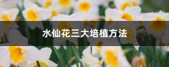 水仙花三大培植方法