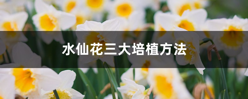 水仙花三大培植方法 水仙花三大培植方法