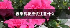 春季赏花应该注意什么