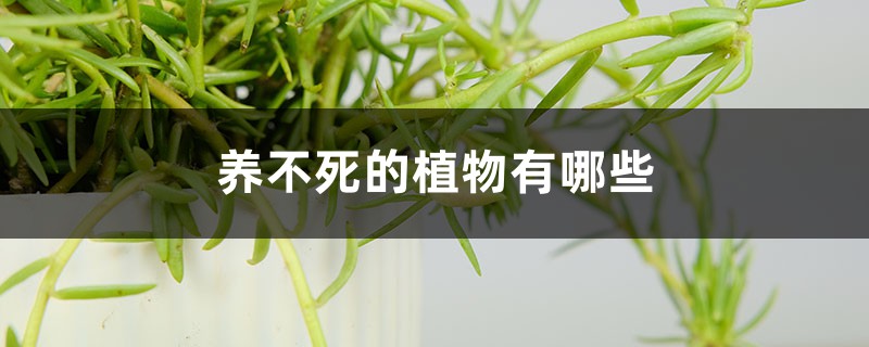 养不死的植物有哪些 养不死的植物有哪些