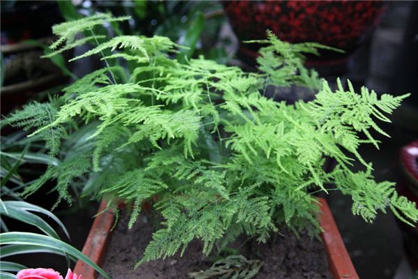 只要你注意1点,栀子茉莉,安全度夏妥妥滴 只要你注意1点,栀子茉莉,安全度夏妥妥滴
