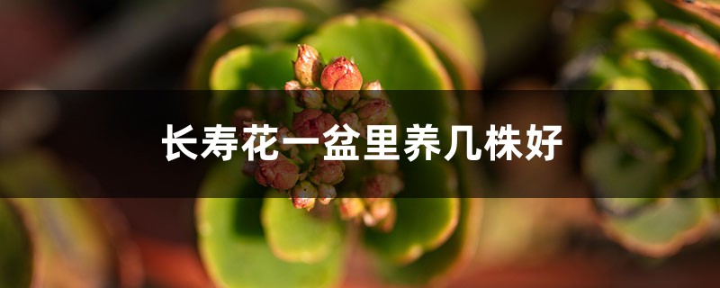 长寿花一盆里养几株好