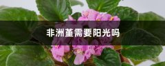 非洲堇需要阳光吗