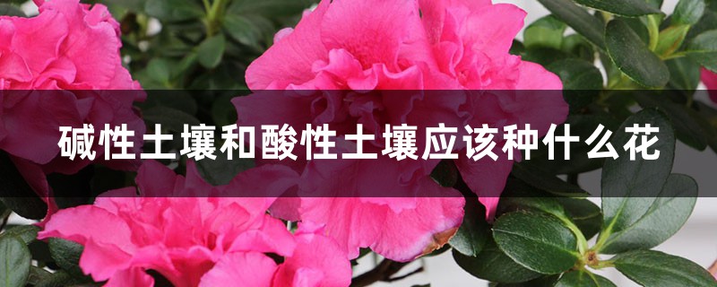 碱性土壤和酸性土壤应该种什么花 碱性土壤和酸性土壤应该种什么花