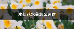 水仙花水养怎么选盆