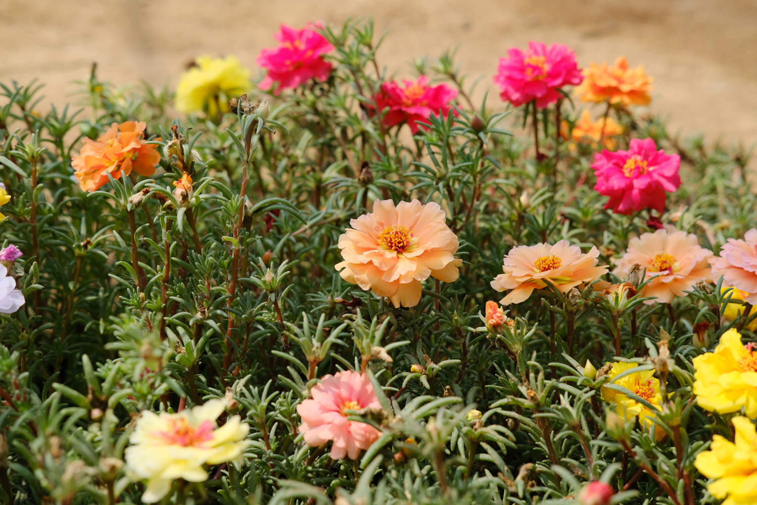 太阳花 太阳花