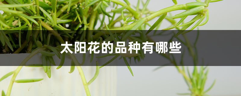 太阳花的品种有哪些 太阳花的品种有哪些