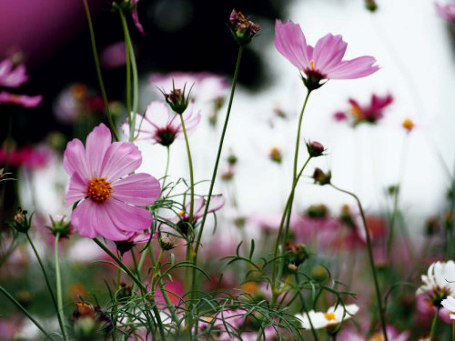 格桑花 格桑花