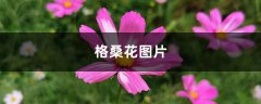 格桑花图片