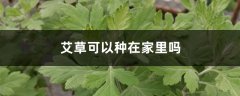 艾草可以种在家里吗