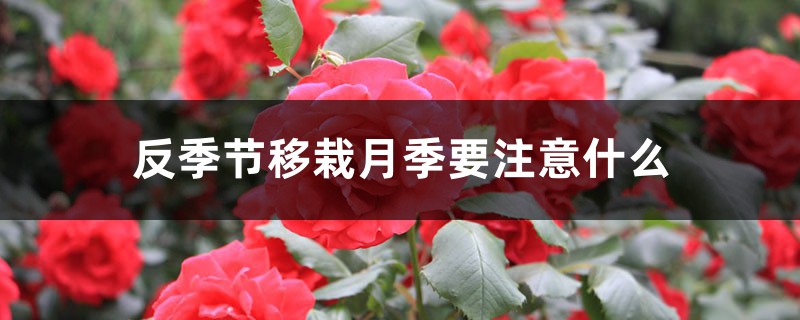 反季节移栽月季要注意什么 反季节移栽月季要注意什么