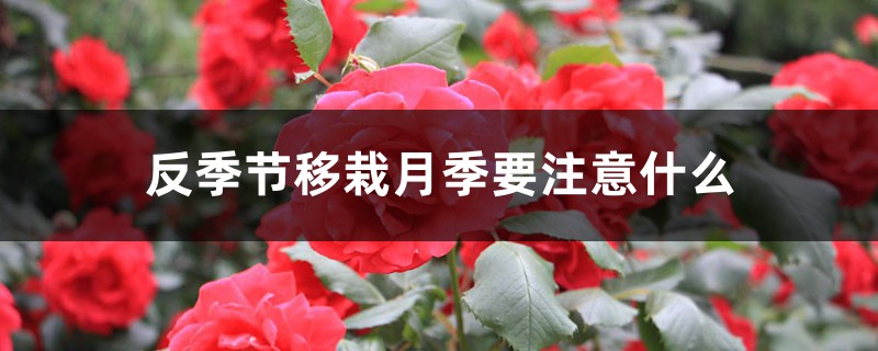 反季节移栽月季要注意什么