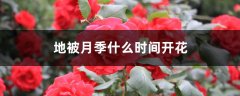 地被月季什么时间开花