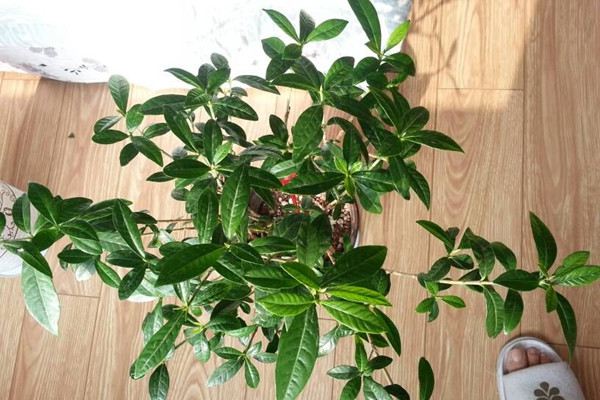 茉莉栀子不开花?几个小动作,保你的花开爆盆! 茉莉栀子不开花?几个小动作,保你的花开爆盆!