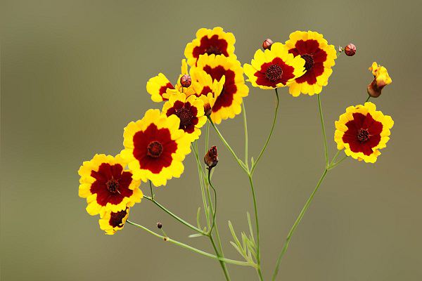 蛇目菊的养殖方法 蛇目菊的养殖方法