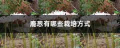 鹿葱有哪些栽培方式