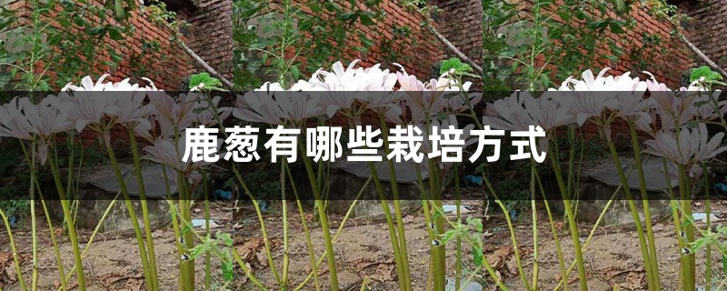 鹿葱有哪些栽培方式 鹿葱有哪些栽培方式