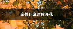 栾树什么时候开花