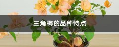 三角梅的品种特点