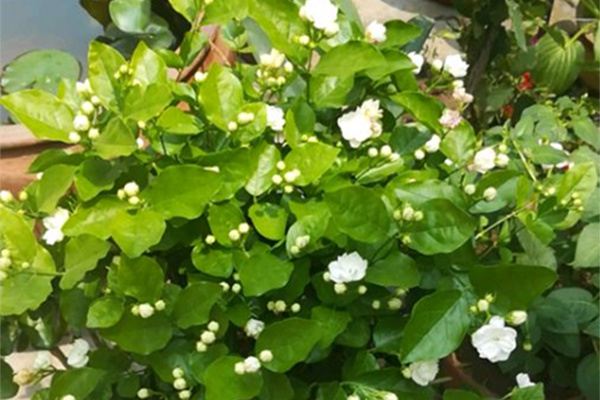 这些花夏天长最快,错过这段时间,后悔都来不及! 这些花夏天长最快,错过这段时间,后悔都来不及!