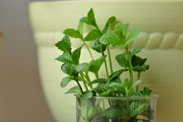 导致植物发生病害的环境因素 导致植物发生病害的环境因素
