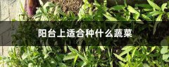 阳台上适合种什么蔬菜