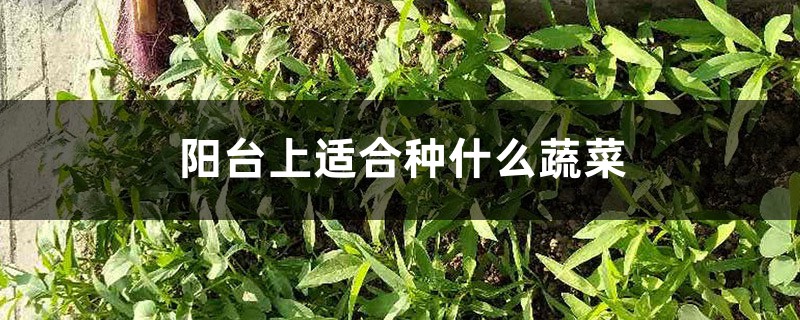 阳台上适合种什么蔬菜 阳台上适合种什么蔬菜