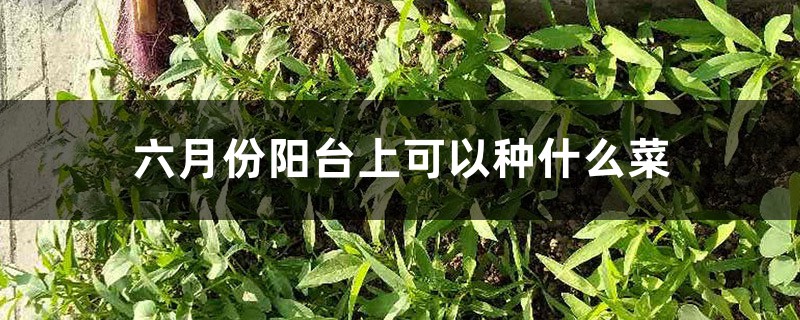 六月份阳台上可以种什么菜 六月份阳台上可以种什么菜