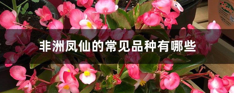非洲凤仙的常见品种有哪些 非洲凤仙的常见品种有哪些