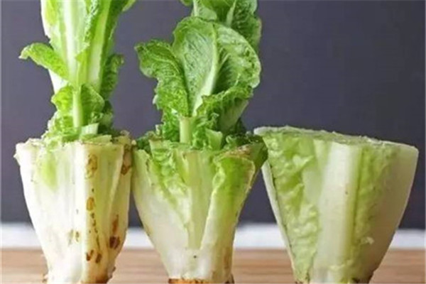 她去菜市场买了几棵菜,竟然吃了一夏天 她去菜市场买了几棵菜,竟然吃了一夏天