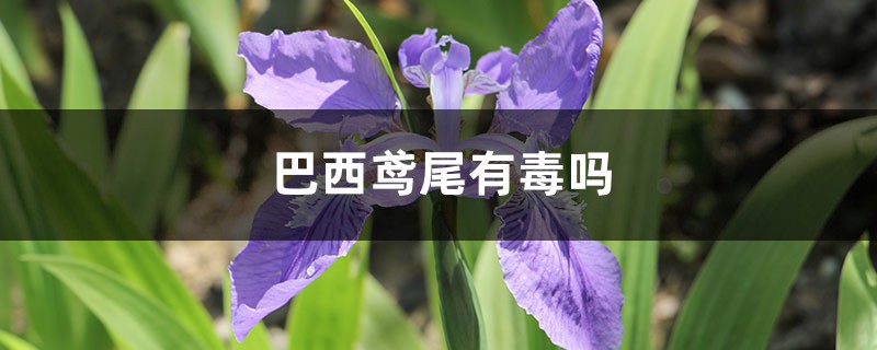 巴西鸢尾有毒吗 巴西鸢尾有毒吗