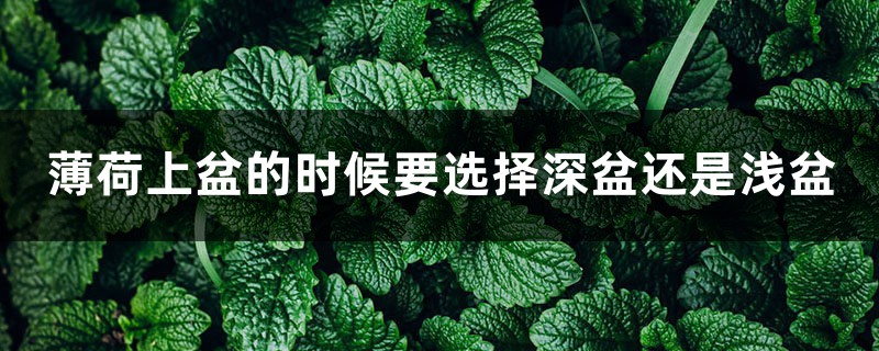 薄荷上盆的时候要选择深盆还是浅盆 薄荷上盆的时候要选择深盆还是浅盆