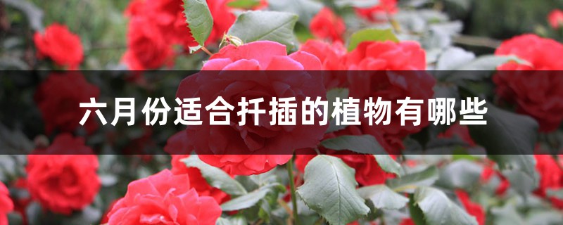 六月份适合扦插的植物有哪些 六月份适合扦插的植物有哪些