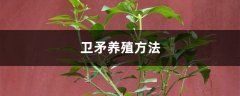 卫矛养殖方法