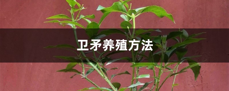 卫矛养殖方法 卫矛养殖方法