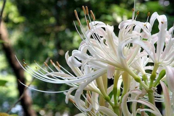 白花石蒜养殖方法 白花石蒜养殖方法