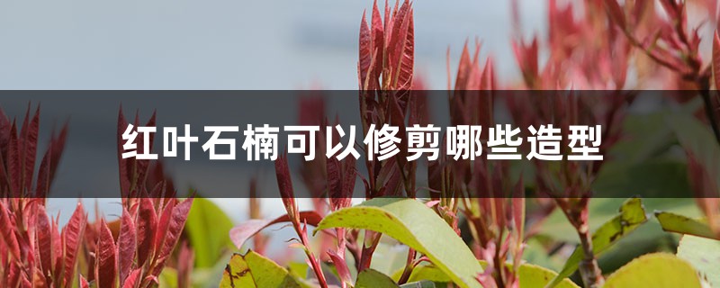 红叶石楠可以修剪哪些造型 红叶石楠可以修剪哪些造型