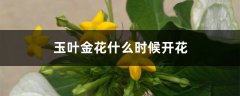 玉叶金花什么时候开花