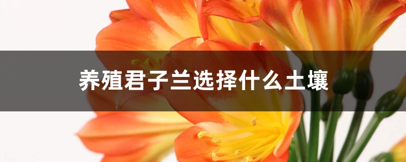 养殖君子兰选择什么土壤 养殖君子兰选择什么土壤
