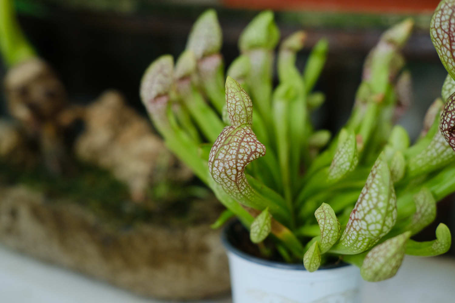瓶子草 瓶子草