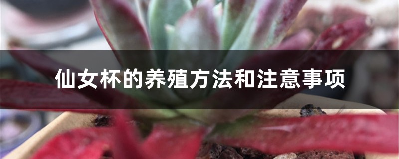 仙女杯的养殖方法和注意事项