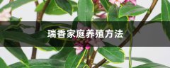 瑞香家庭养殖方法