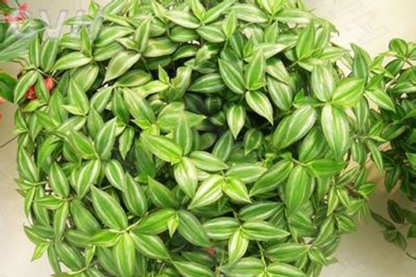 6种长得超快的花,2个月占满阳台! 6种长得超快的花,2个月占满阳台!