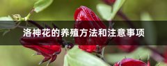 洛神花的养殖方法和注意事项